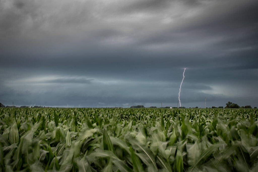 A lightning bolt striking in the near distance above a corn field.