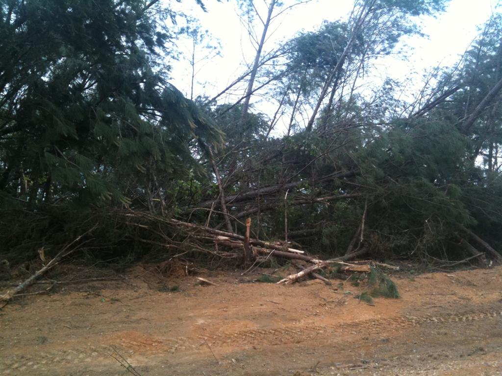 Trees bent by the Tuscaloosa tornado on April 27,2011. EF1 damage.